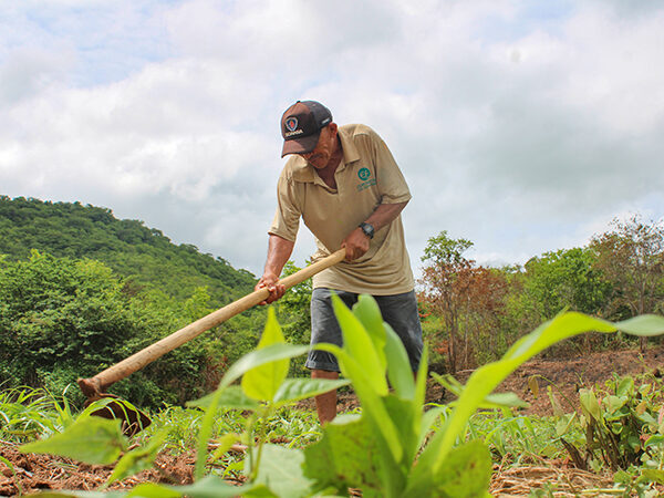 Agricultores de Mossoró podem se inscrever no Garantia Safra até dezembro