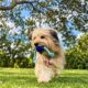 Arena das Dunas terá evento gratuito para pets e tutores, com música e feira de adoção