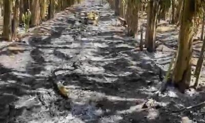 Incêndio atinge plantação e causa prejuízos a agricultor em Baraúna