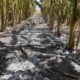 Incêndio atinge plantação e causa prejuízos a agricultor em Baraúna