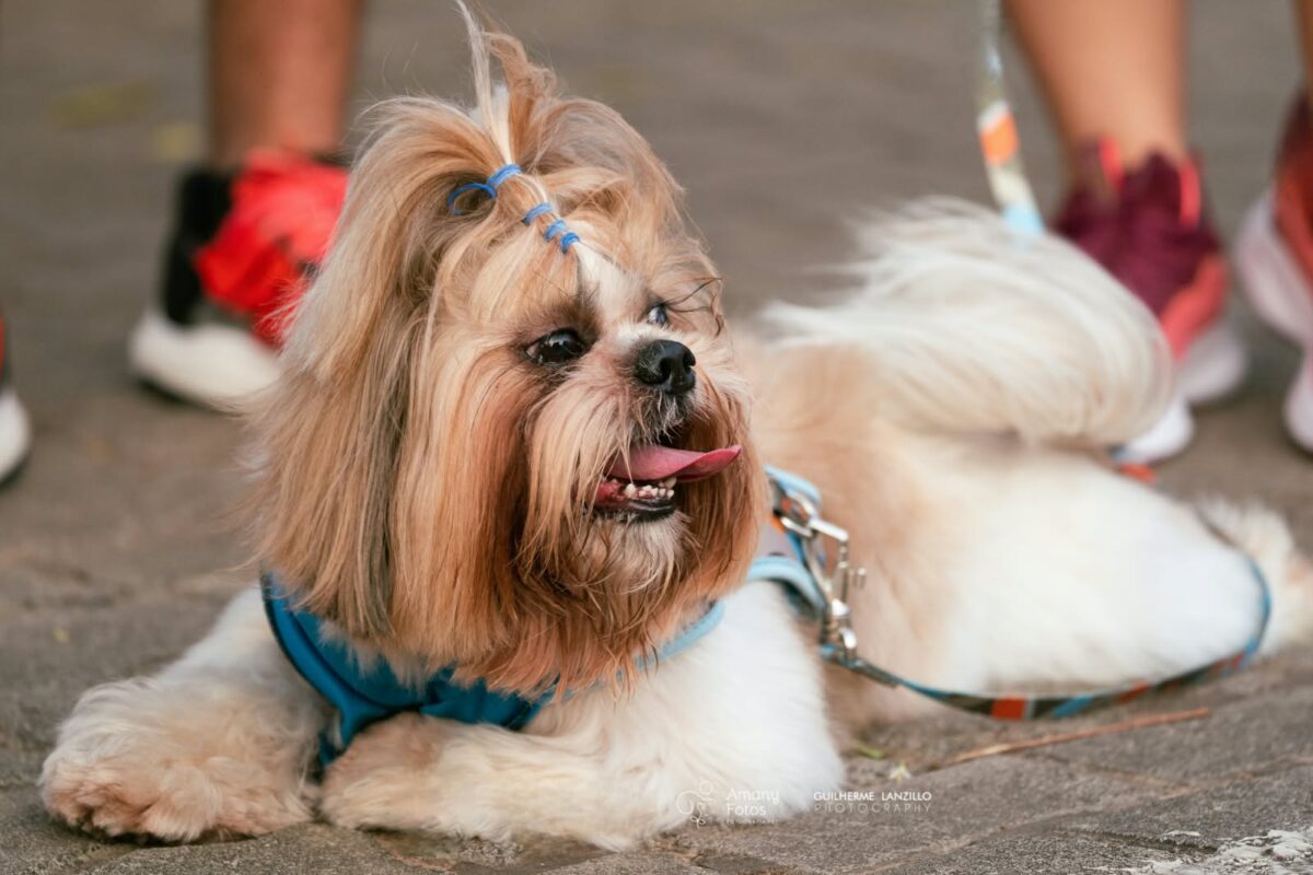 Natal Pet Family terá feira de adoção e atividades para animais na Arena